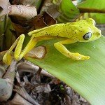 Harnessing Genomics to Advance Biodiversity and Conservation Research