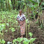 Sustainable Production of Staple Leafy Green Vegetable Crops in Sub-Saharan Africa