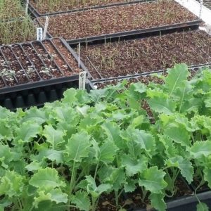 Greening Greenhouses with Yard Waste