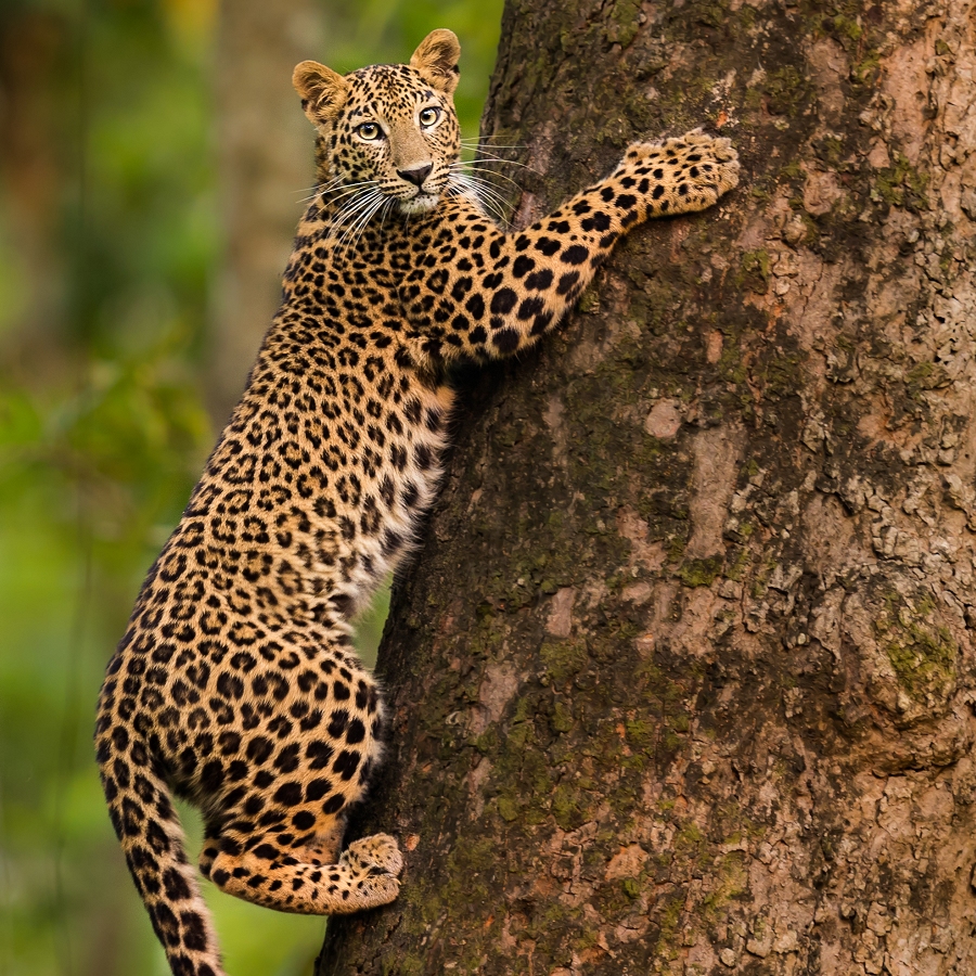 Living with Leopards: Exploring Effects of Human-Leopard Interaction on Food Security and Public Health