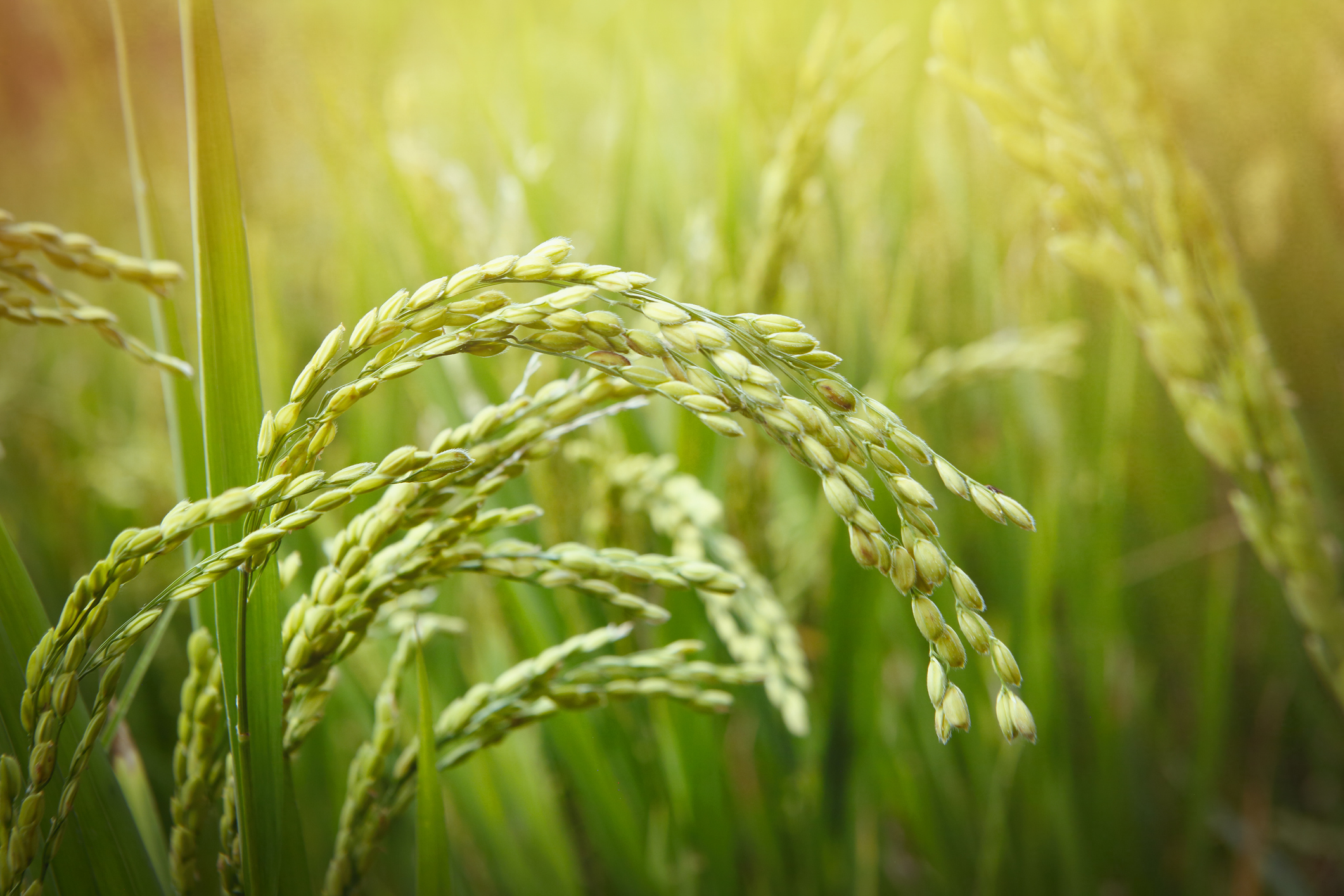 rice detail