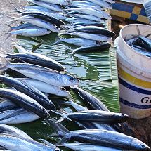 Financing Sustainable Fisheries