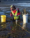 Lillian Aoki (Ecology and Evolutionary Biology)