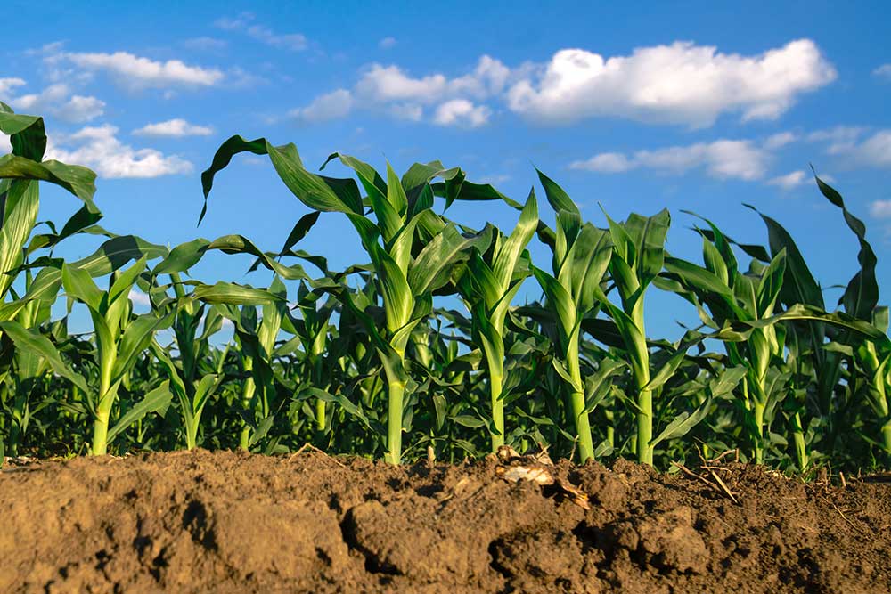 Cornell Atkinson - Regenerative Agriculture Project
