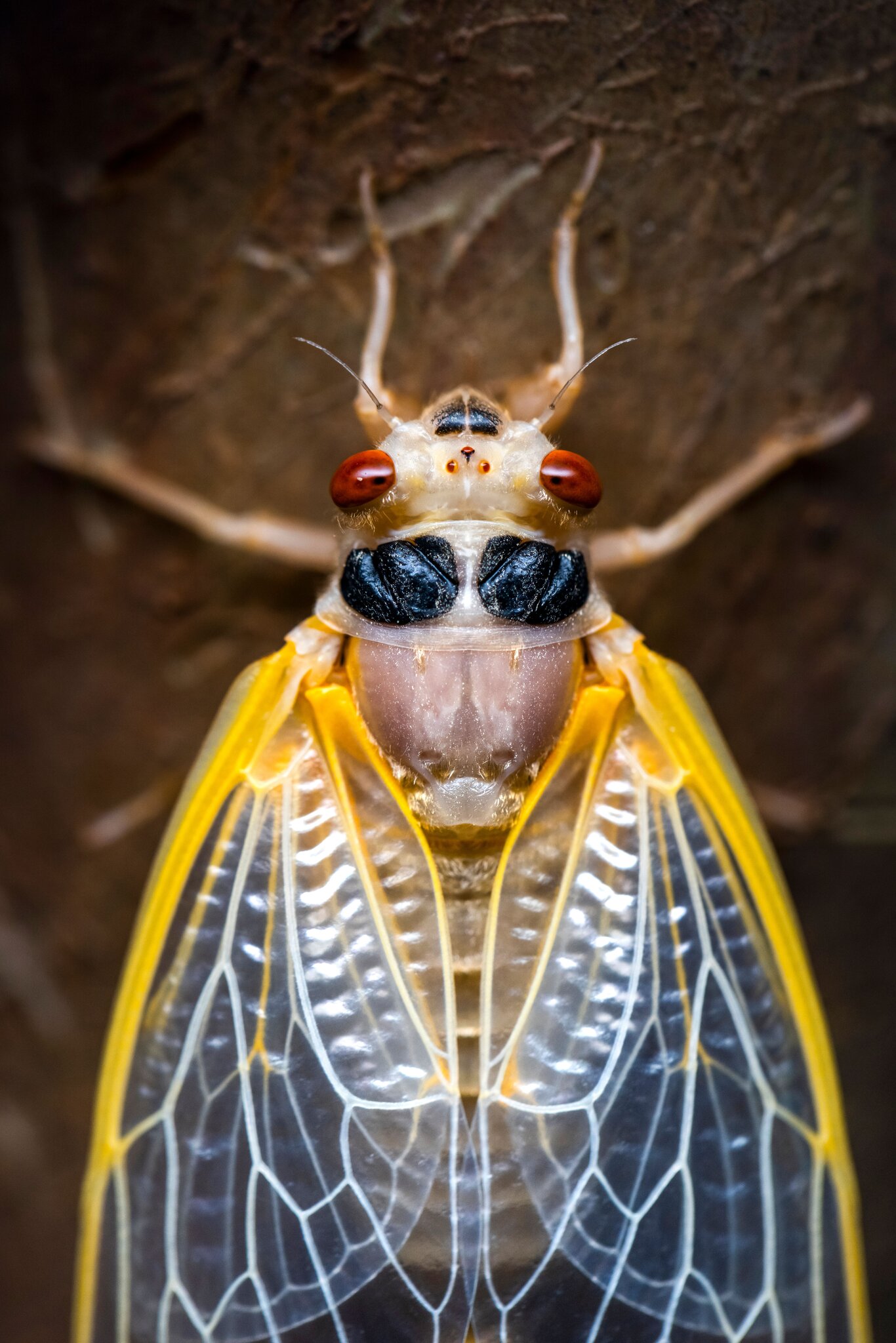 Disappearing Cicadas