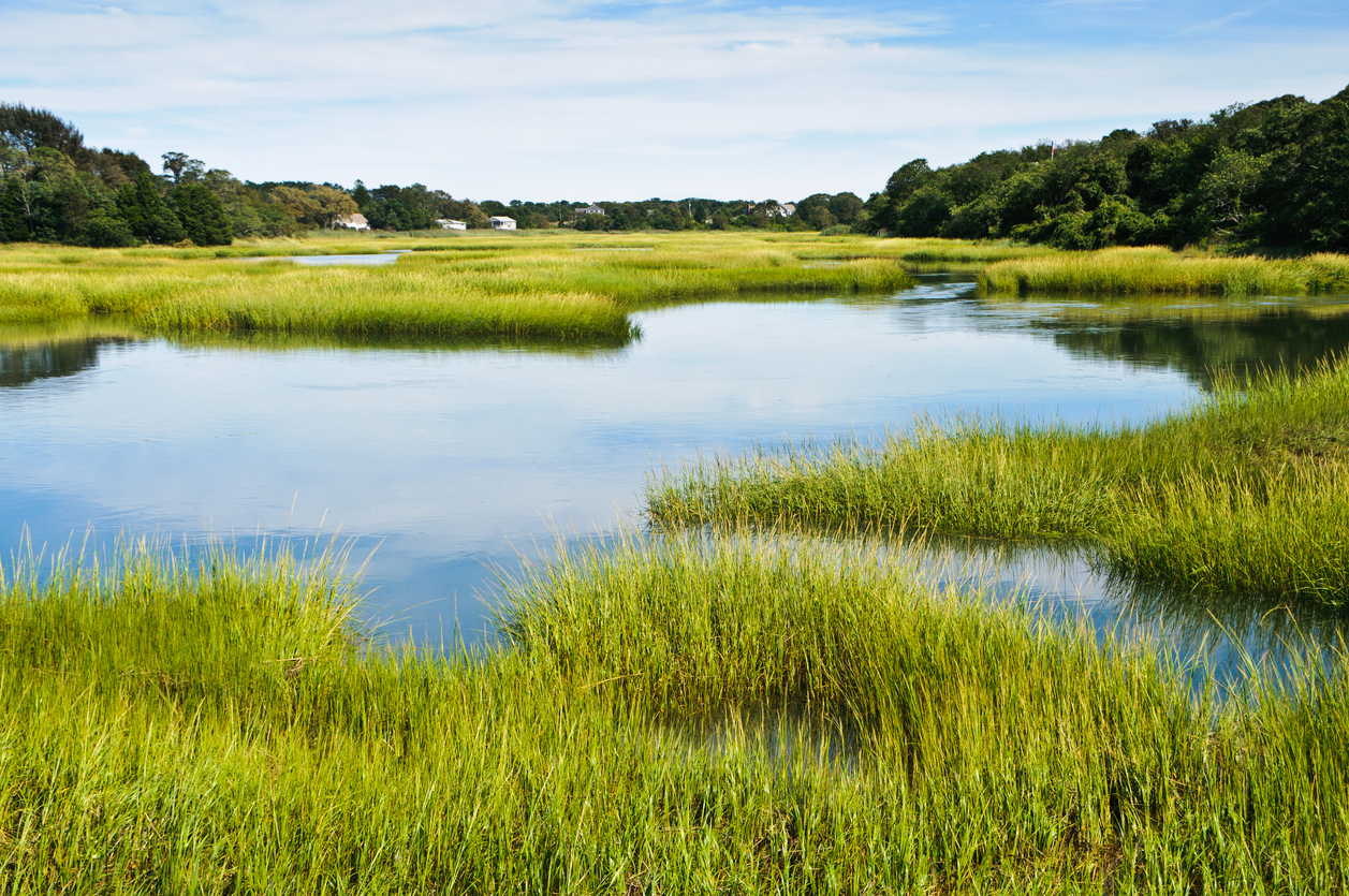 Salt marsh at full tide