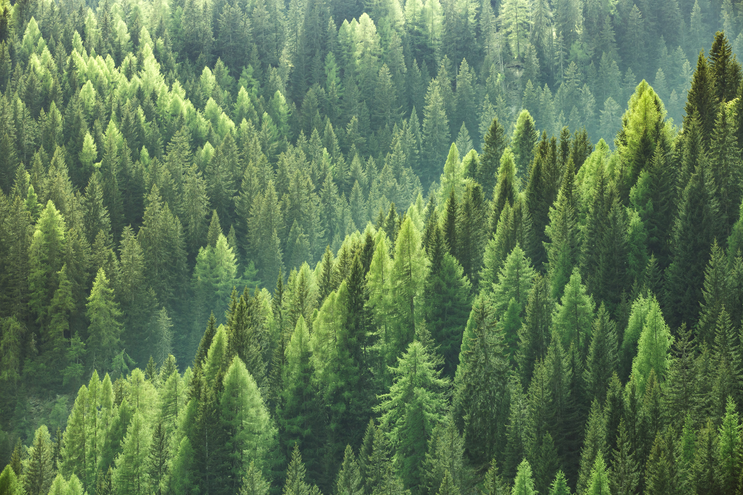 sustainable forestry