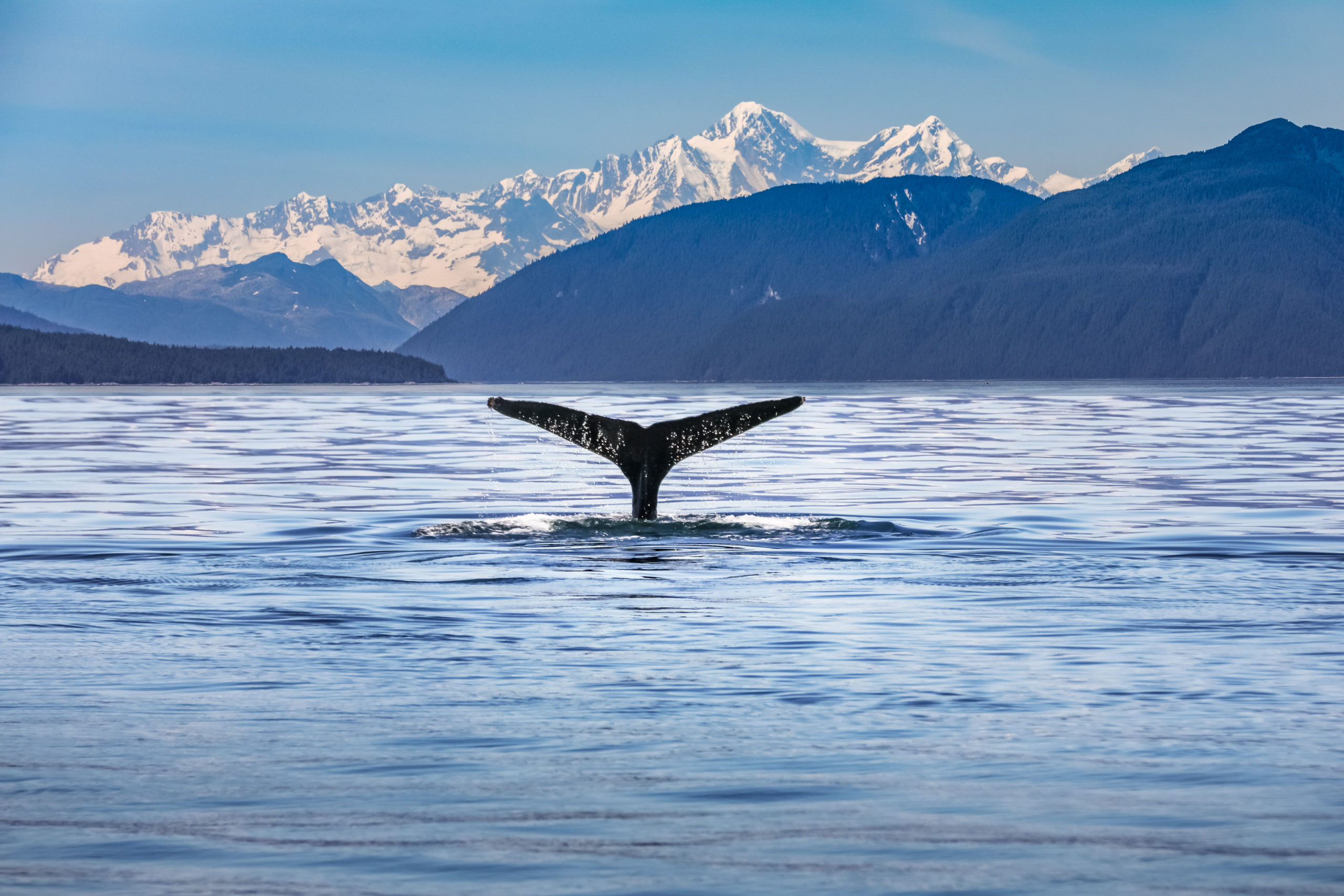 whale in ocean