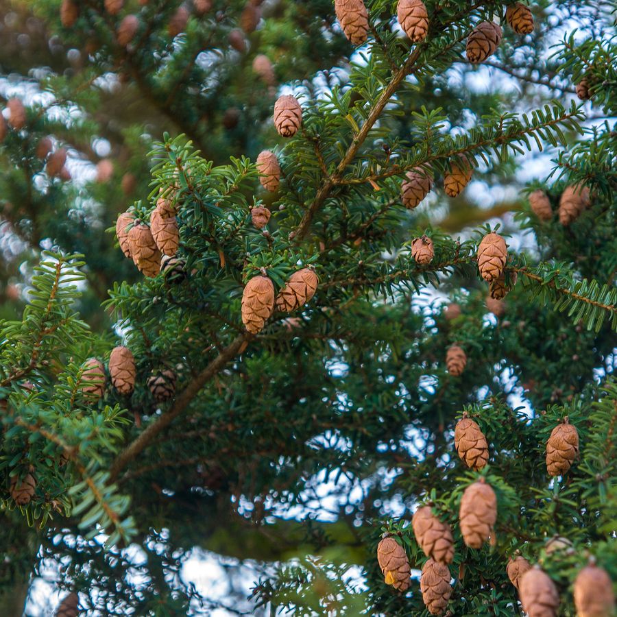 Eastern hemlock
