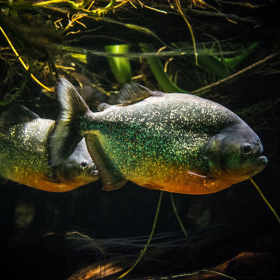 Amazon fish