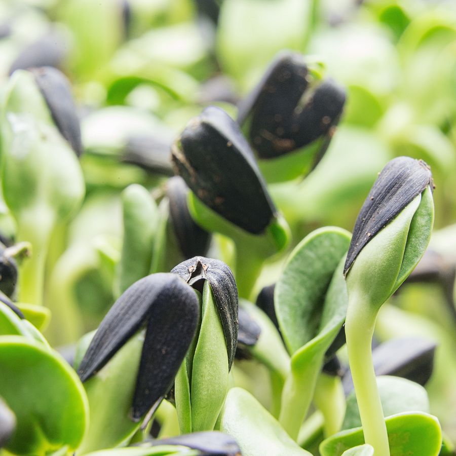 hydroponic sprouts