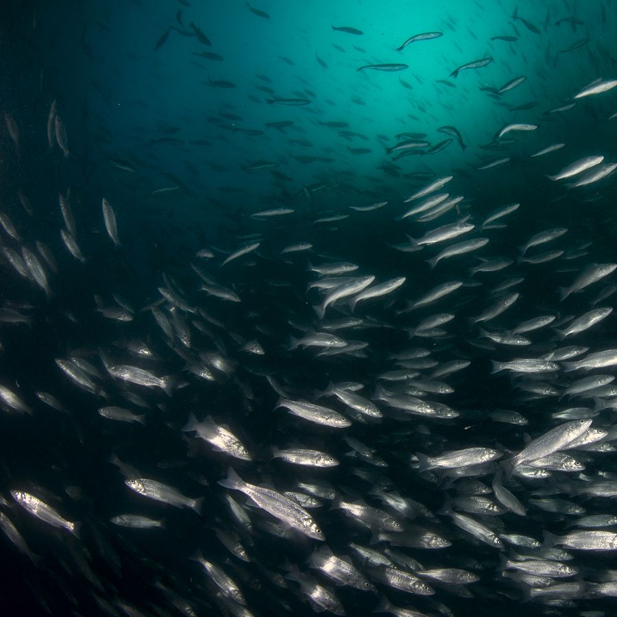 aquaculture