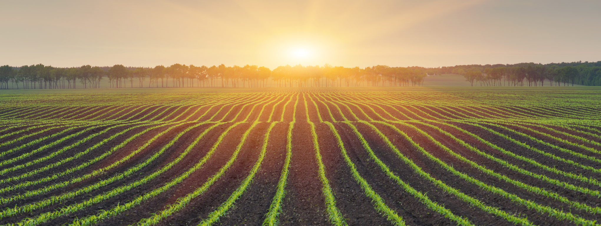 crop field at sunset