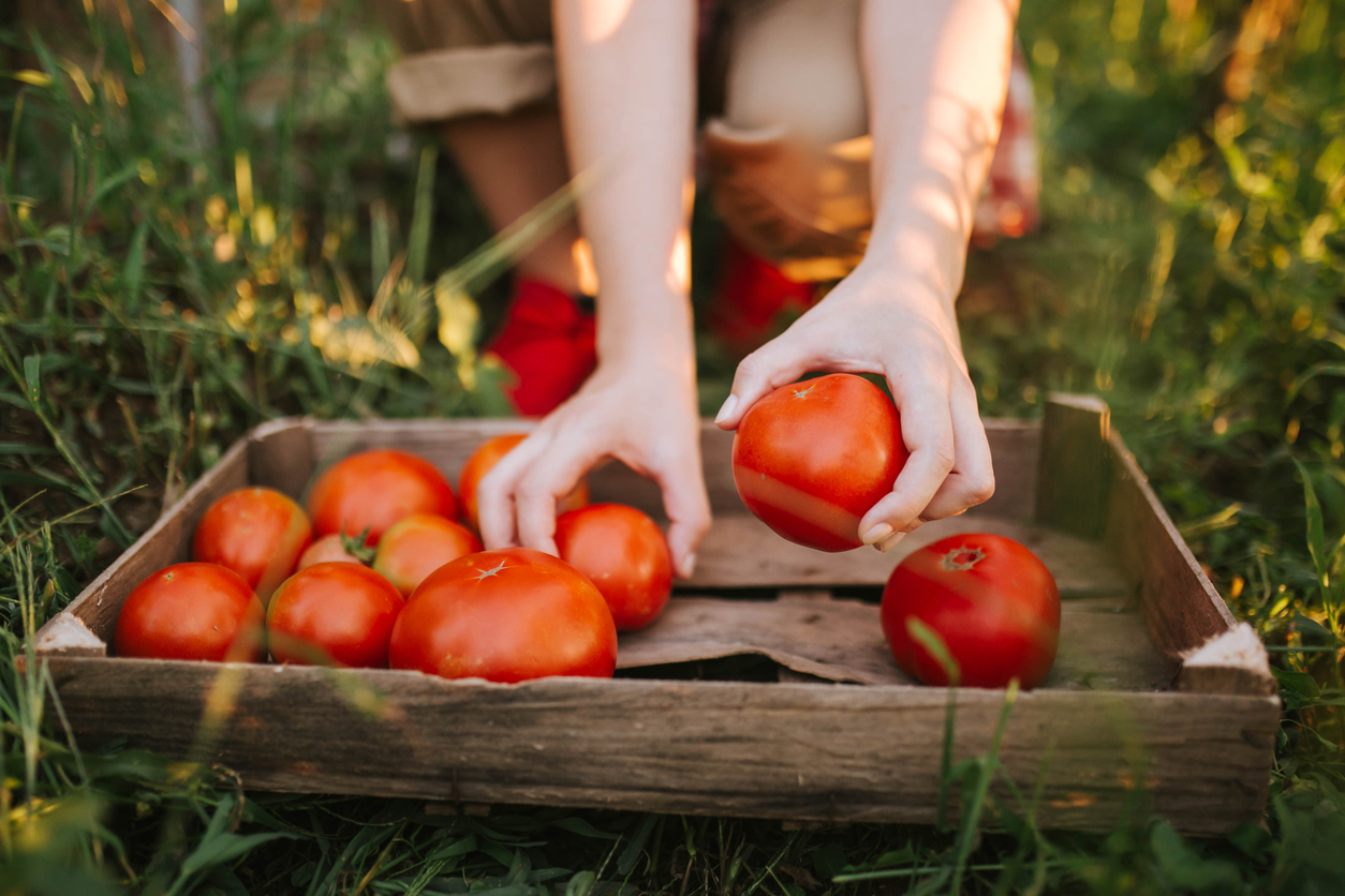 freshly picked vegetables