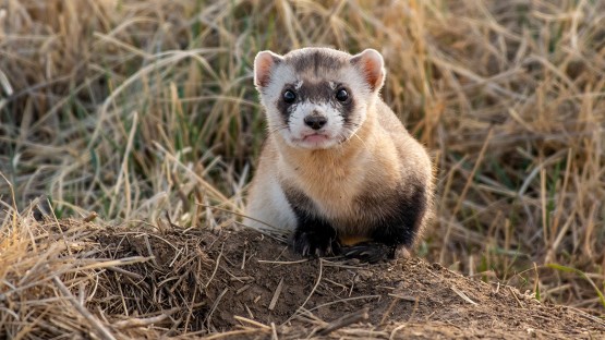 ferret