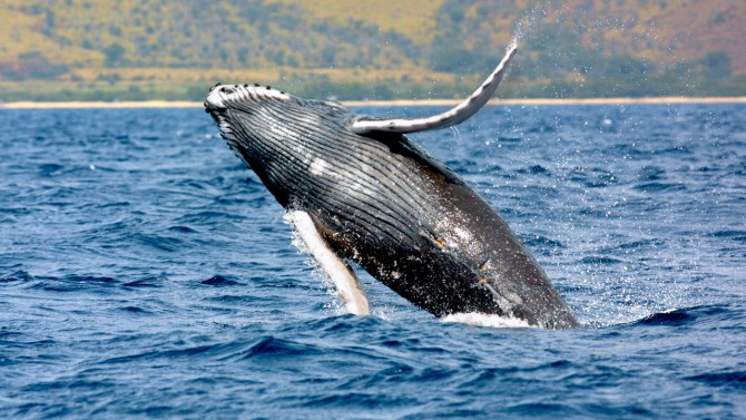 humpback whale songs