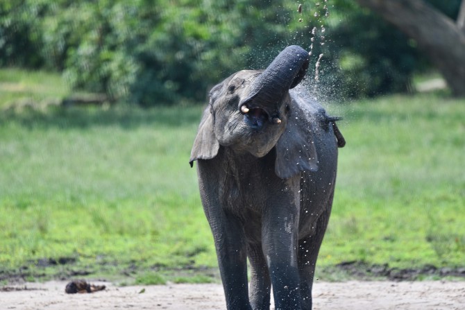 Elephant