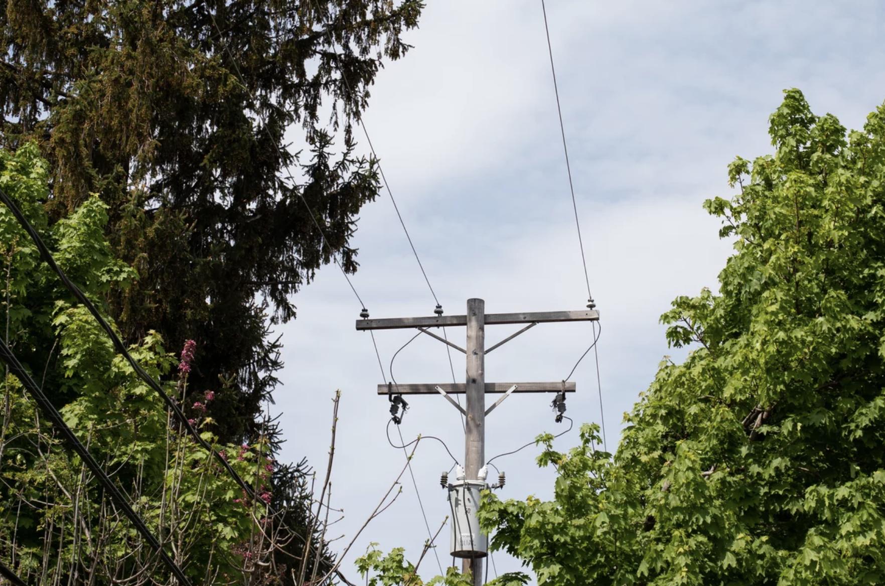 trees power outages energy