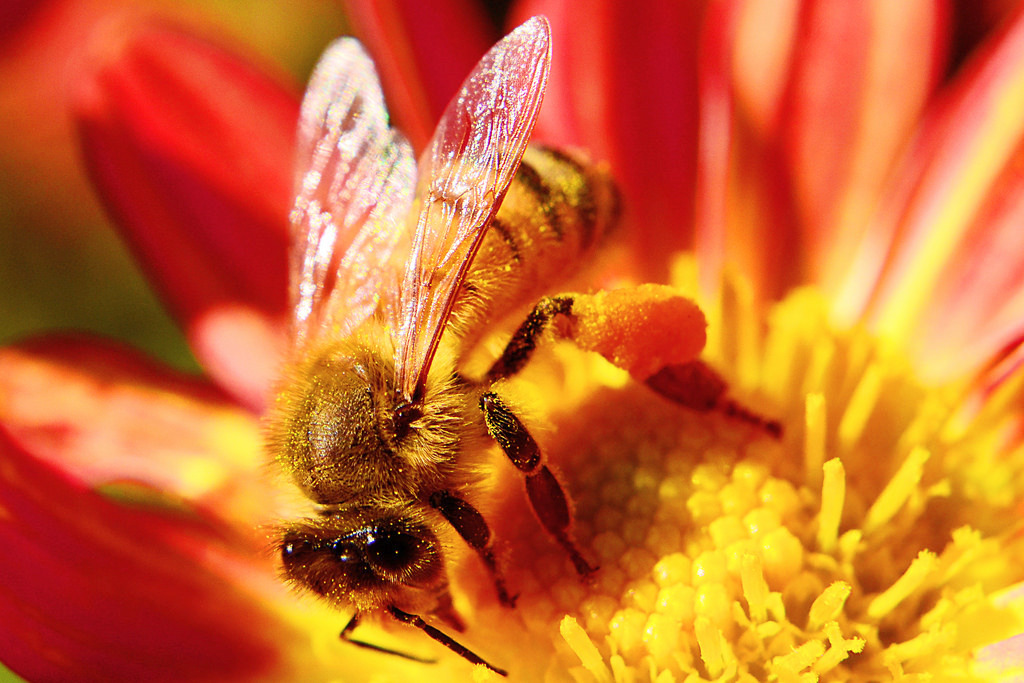 honey bee on flower