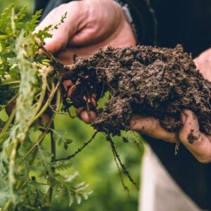 Hands holding plant roots and soil