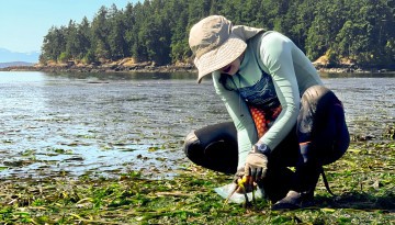 Cornell doctoral student Olivia Graham examines a seagrass meadow at low tide on the San Juan Islands in Washington.