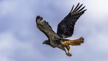 Hawk