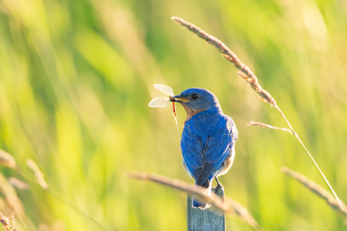Eastern Bluebird
