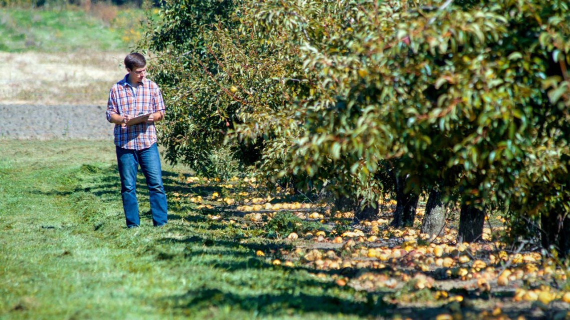 Colin Day, a research support specialist, evaluates fruit damage in orchards at Cornell’s AgriTech campus in Geneva, New York.
