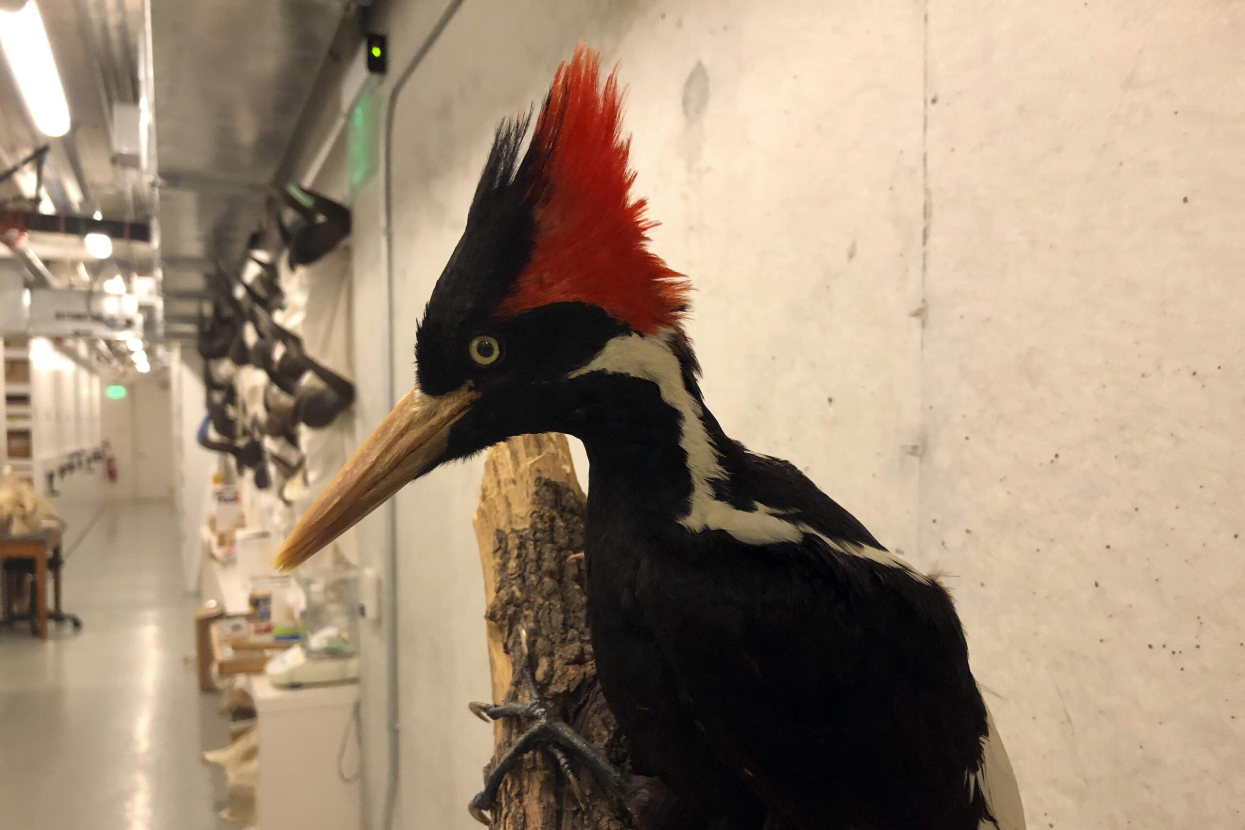 Ivory-billed woodpecker