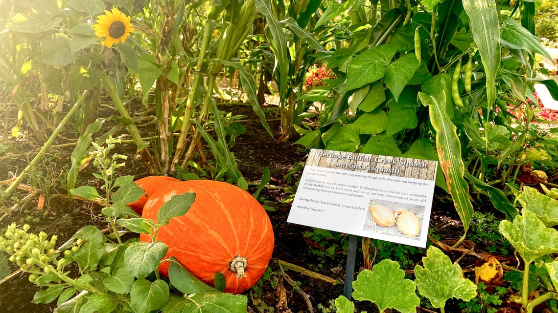 Heritage Buffalo Creek squash, identified in the Cayuga language and in English.