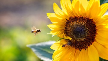 Bee on sunflower