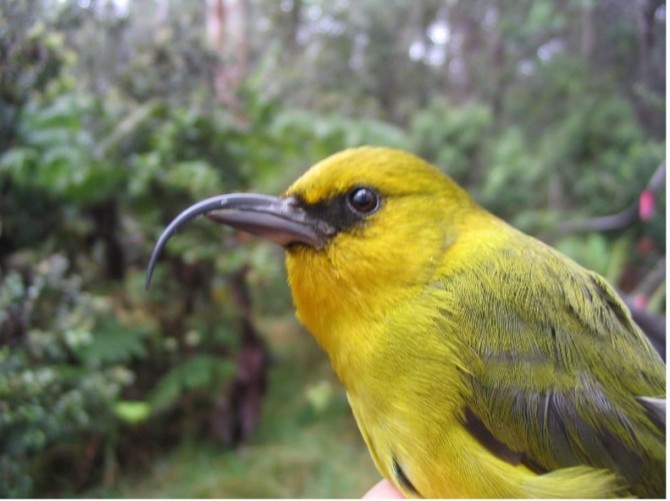 Hawaiin honeycreeper