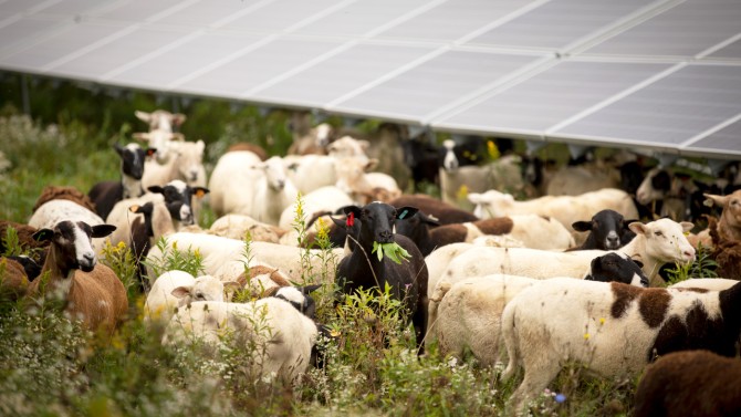 Sheep grazing near solar panels