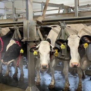 Cows Feeding