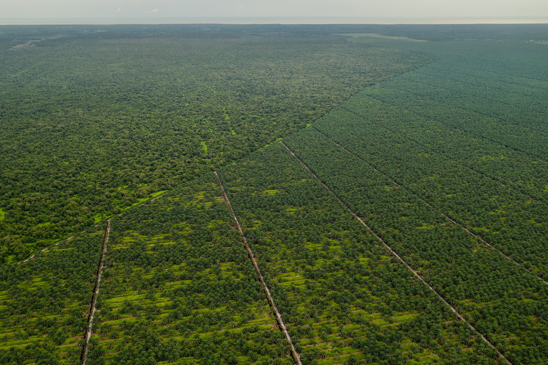 Malaysia plantation