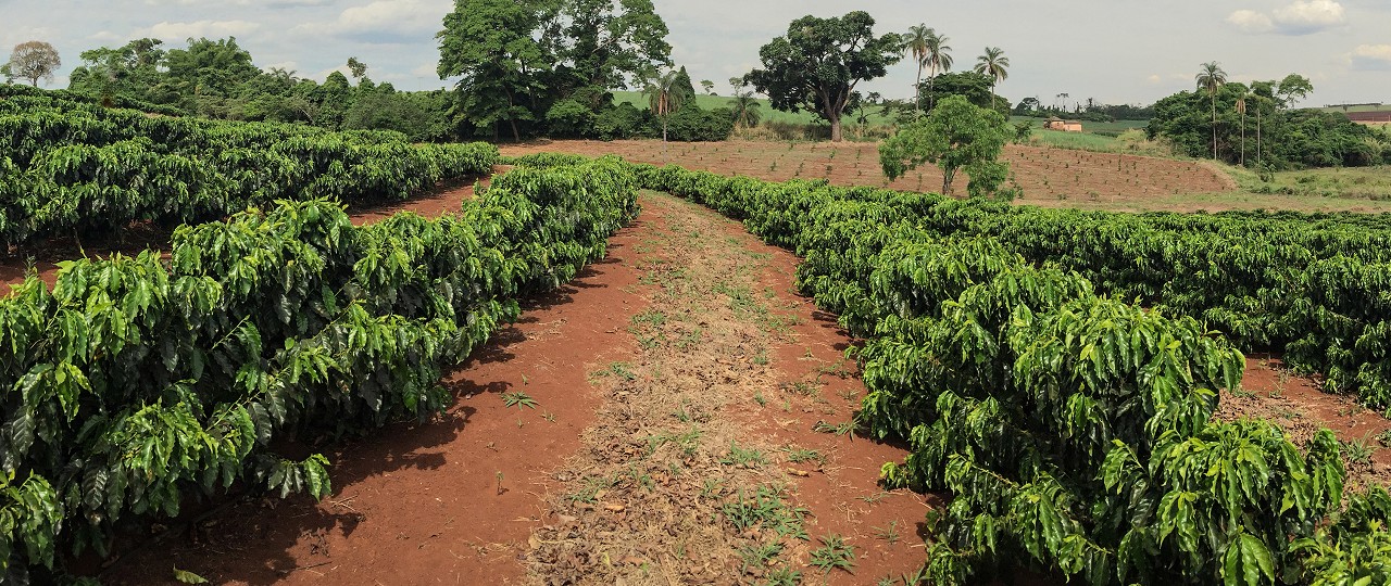 Coffee Plantation