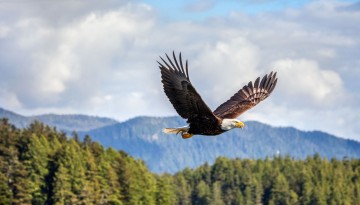 Bald Eagle