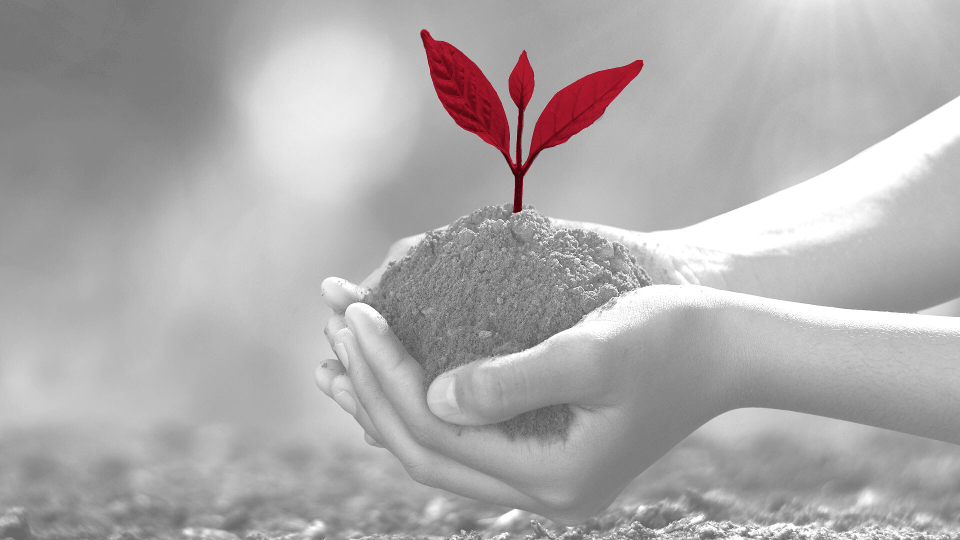 Illustration of hands holding dirt with Cornell Red plant sprouting