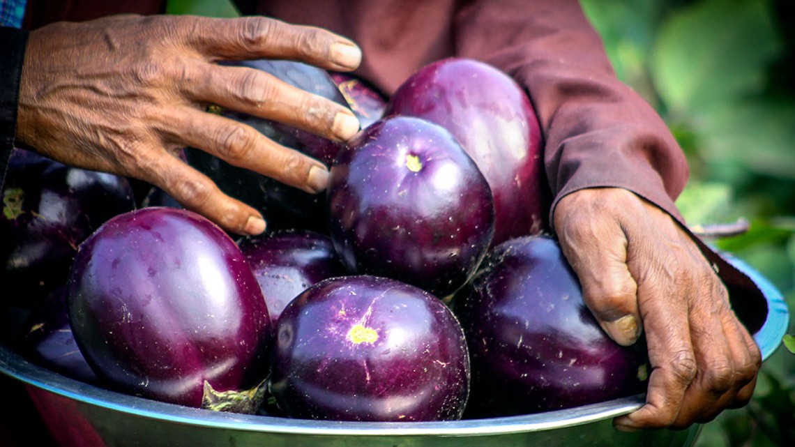 A farmer harvests Bt eggplant in Bangladesh in 2018.