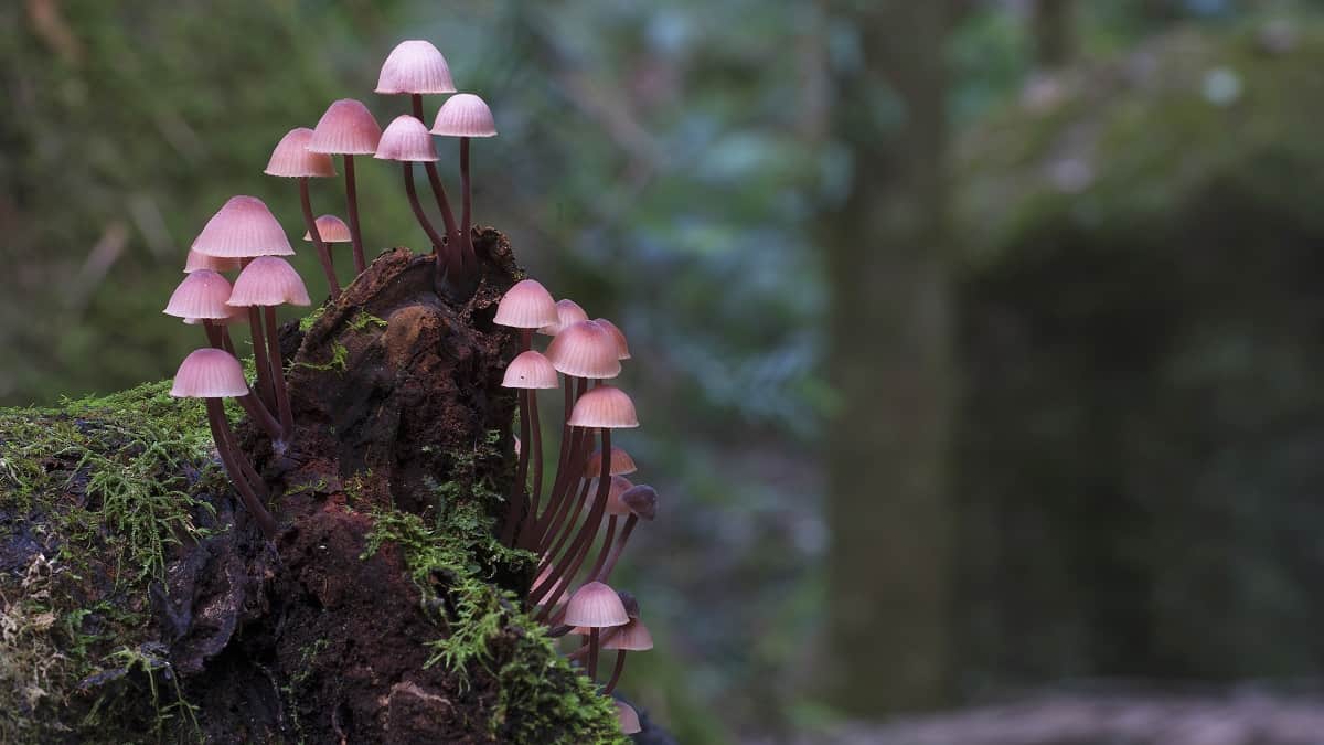 fungi