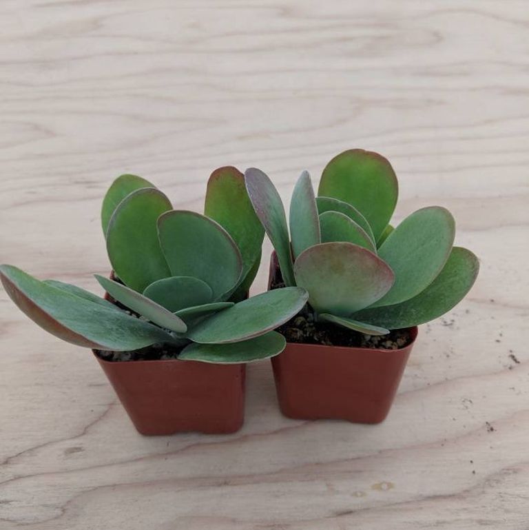paddle plant
