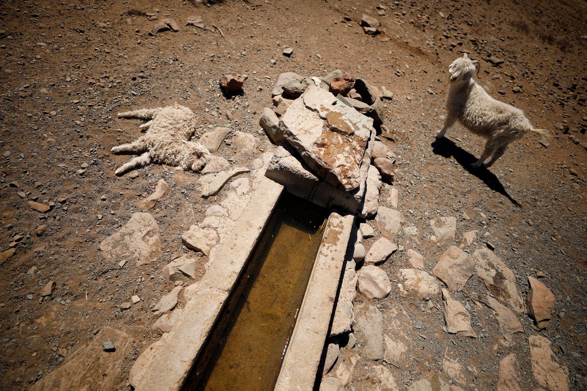 starving goats