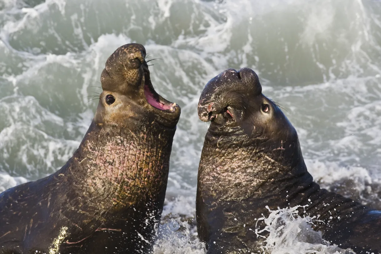 Male elephant seals in San Simeon, California