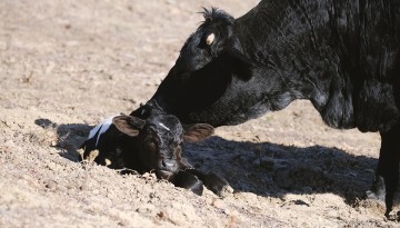 cattle
