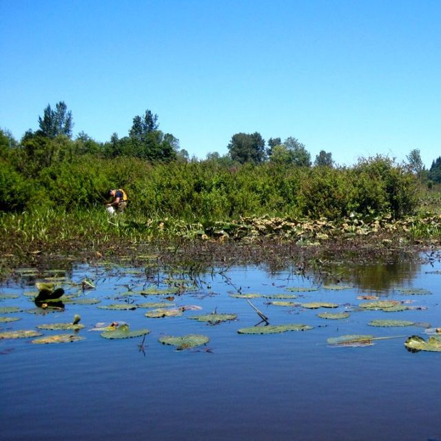 lowland pond near Chehalis in southwestern Washington