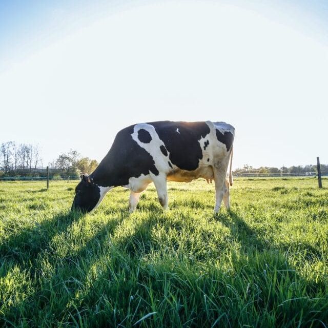 Cow grazing in a field