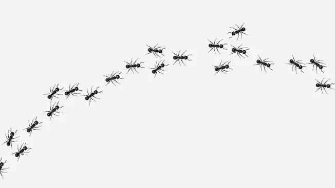 ants crawling in a line