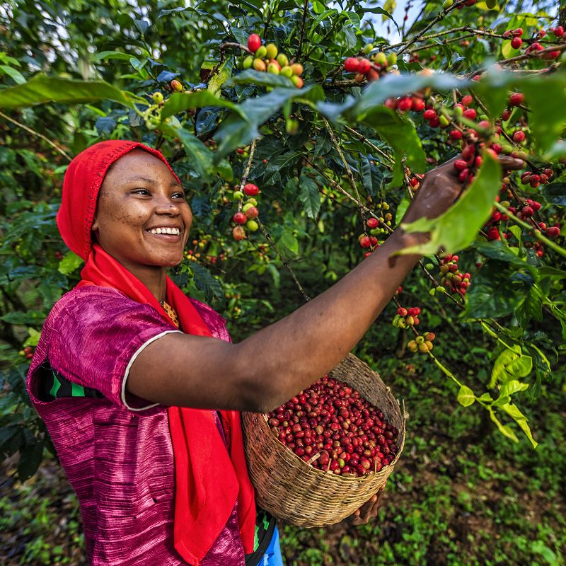 Woman picks red fruit in Africa