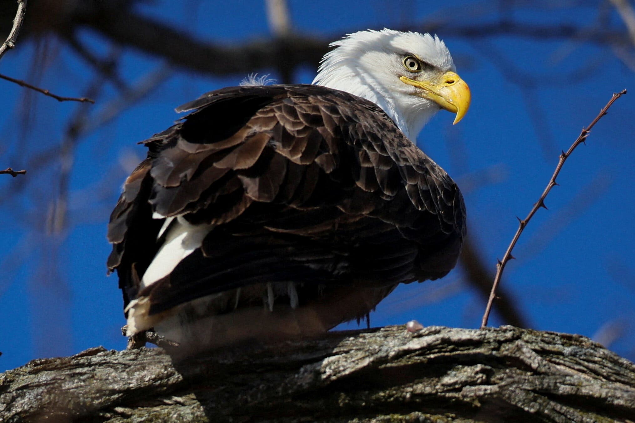 Bald Eagle