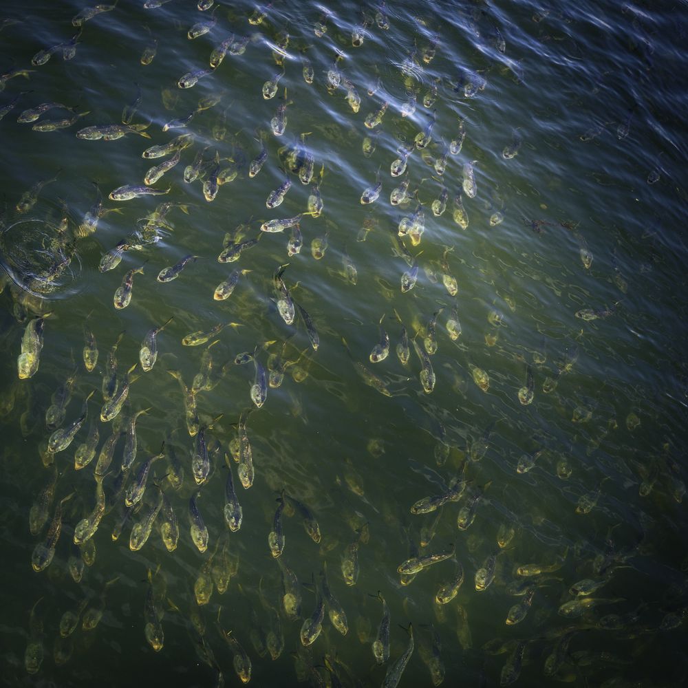 Herring in a river